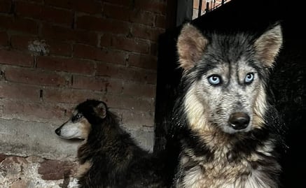 Fiscalía de SLP busca a los dueños y responsables de criadero clandestino de perritos en Milpillas 