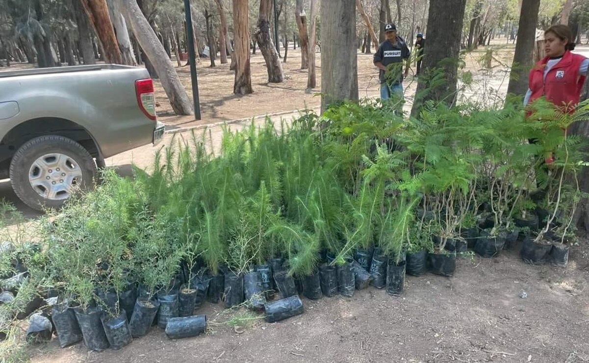 Campaña de reforestación en el parque Morales de SLP. Foto: Proforestal