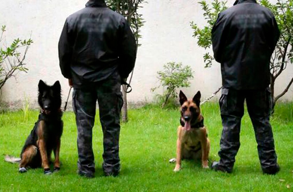 Solo seis perros policías en condiciones para apoyar en operativos