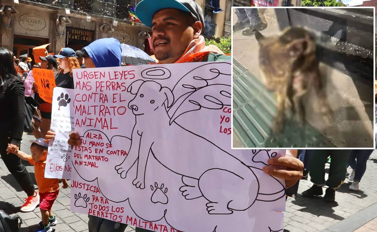 El caso del crimen contra la perrita Hope ha causado indignación en SLP. Foto: Archivo EL UNIVERSAL y redes