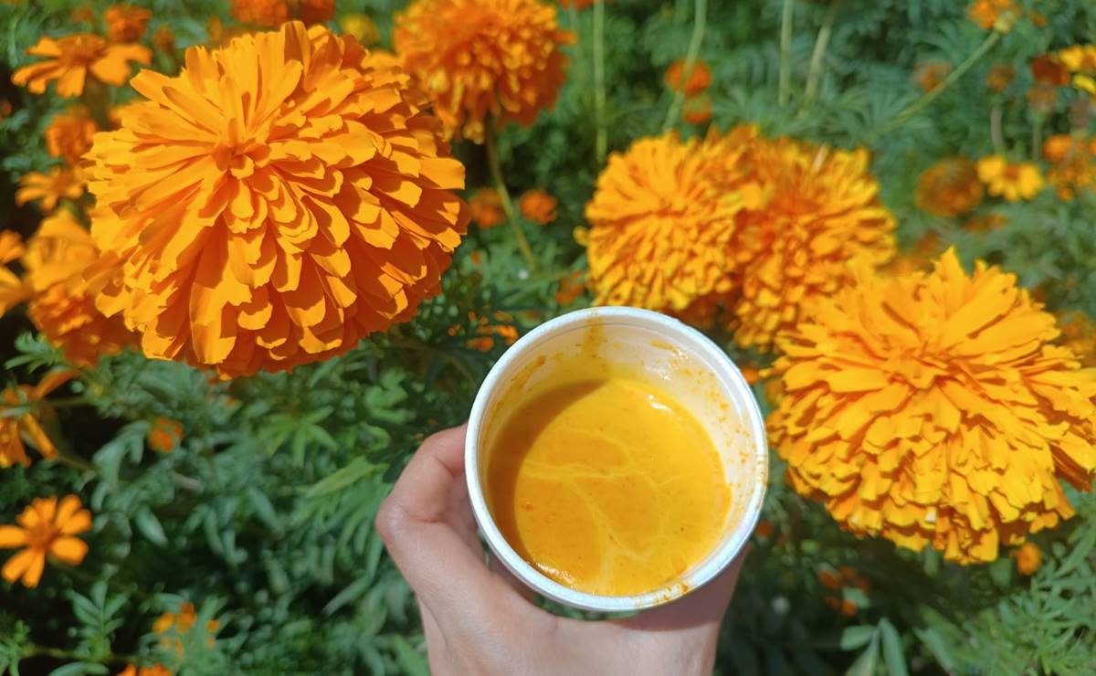 Atole de cempasúchil, una bebida para sacarle provecho a la flor de 20 pétalos