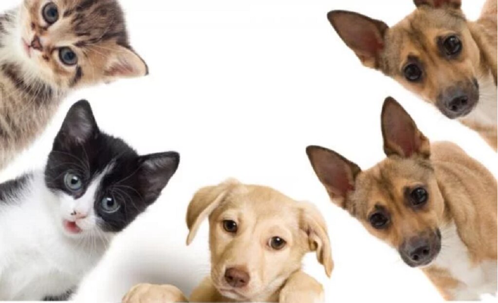 Facebook prohíbe la venta de mascotas en su plataforma