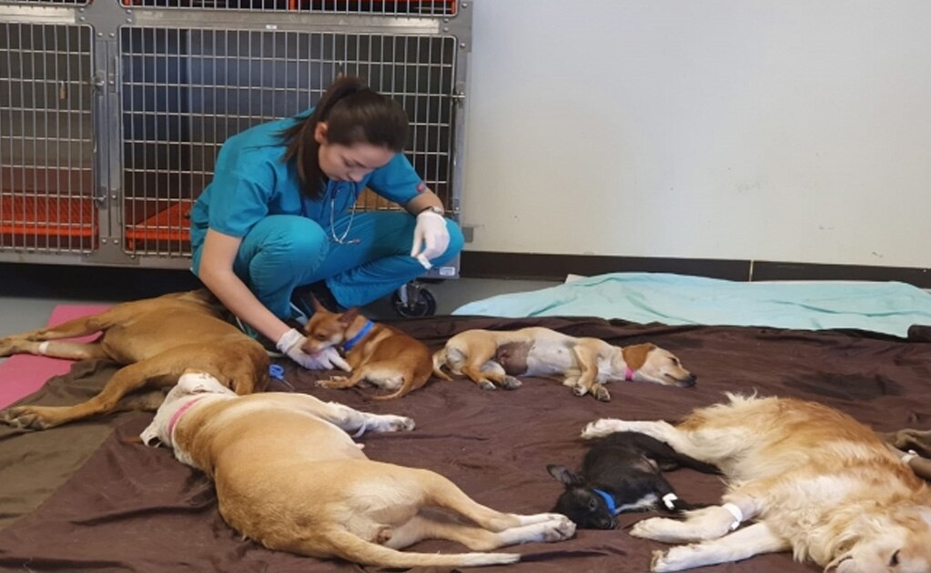 En 24 horas, adoptan más de 40 perros para evitar que sean sacrificados