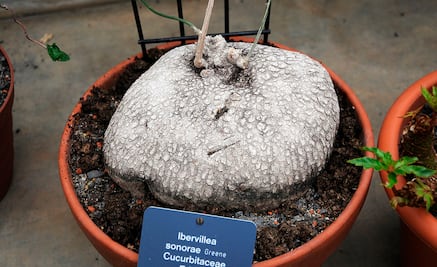 Wereque, la planta mexicana que podría combatir el cáncer