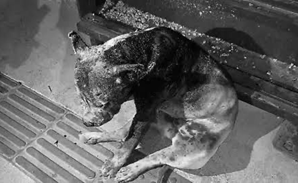 Impunidad ante la crueldad animal en SLP: Solo un caso ha sido procesado en 2025, pese a seis denuncias virales 