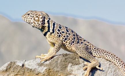 Nueve tipos de lagartijas en peligro de extinción
