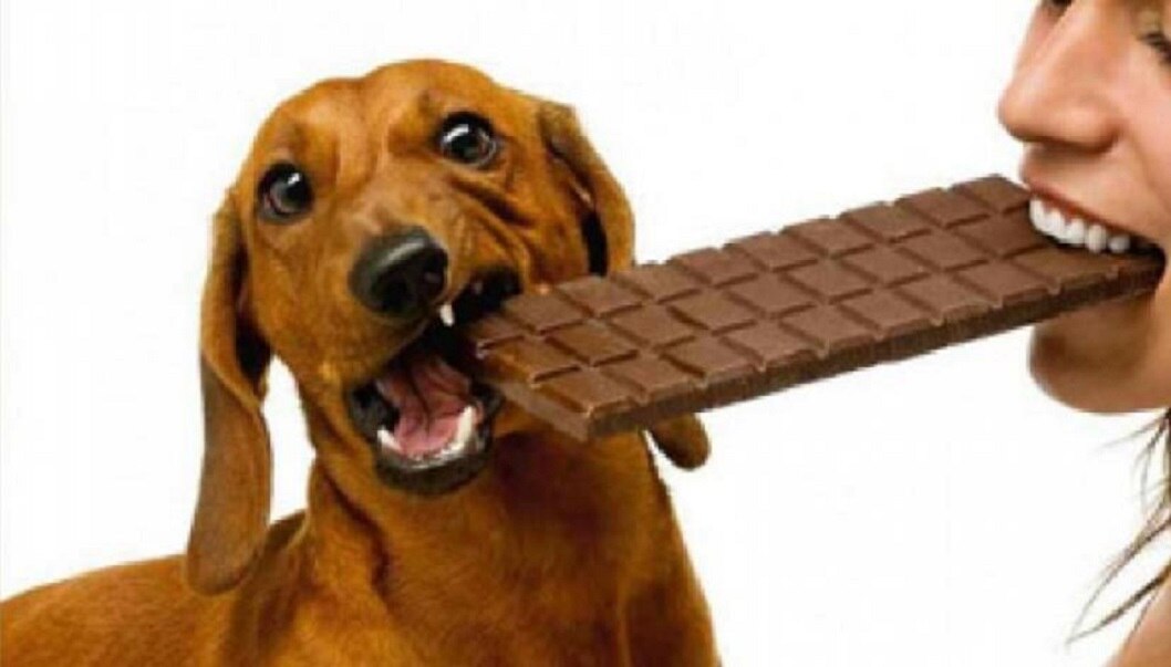 ¿Comer chocolate le hace daño a tu perro?