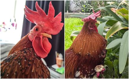 Ofrecen recompensa para encontrar a Pollín, gallo extraviado en la capital de SLP 