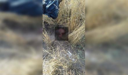 Encuentran feto entre maleza