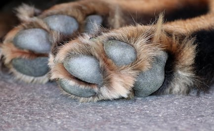 Indigna hallazgo de cachorrito muerto en Ciudad Valles, SLP; estiman que fue víctima de zoofilia