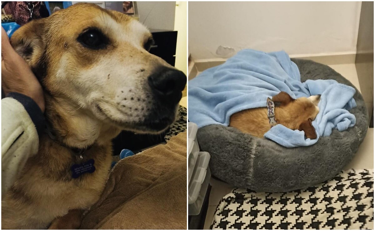 Cuidado animal por pirotecnia