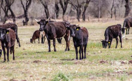 En riesgo, 130 años de tradición taurina