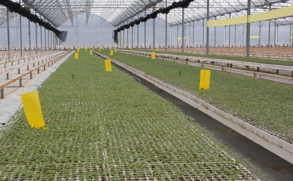 Al cierre de 2020 se crearon mil 790 empleos formales en sector agroindustrial: Sedarh