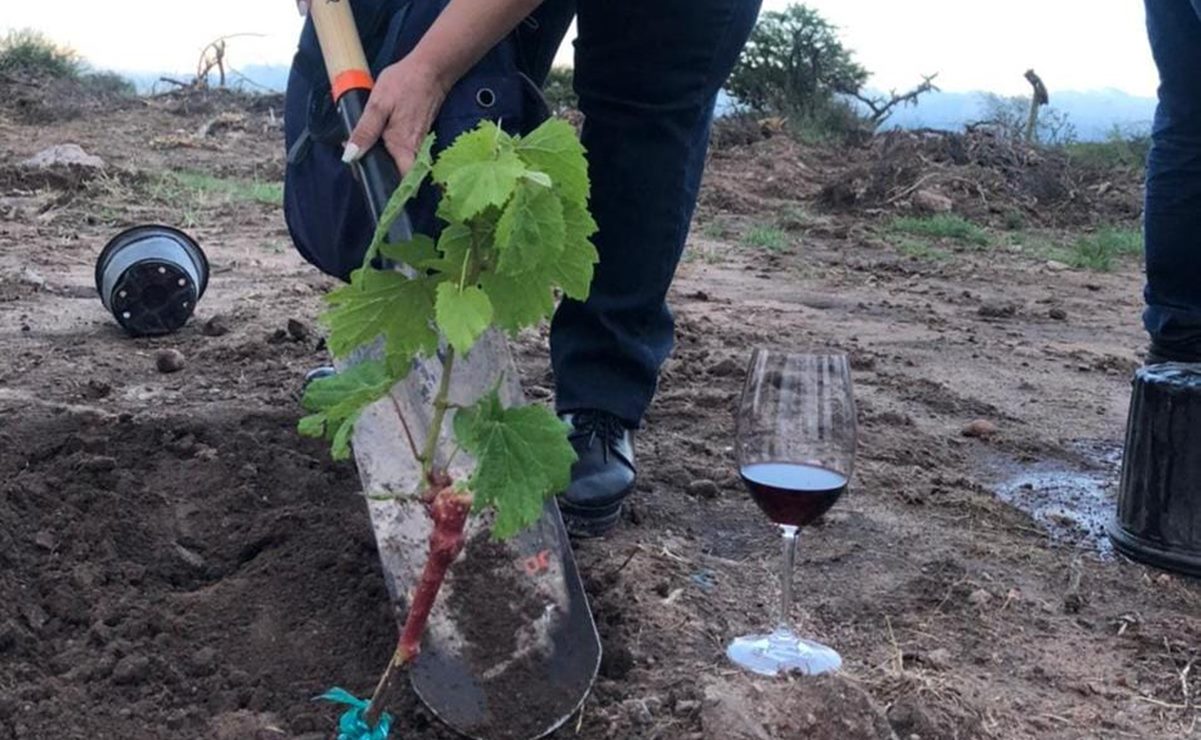 San Luis Potosí tiene nuevo viñedo y está en Villa de Reyes