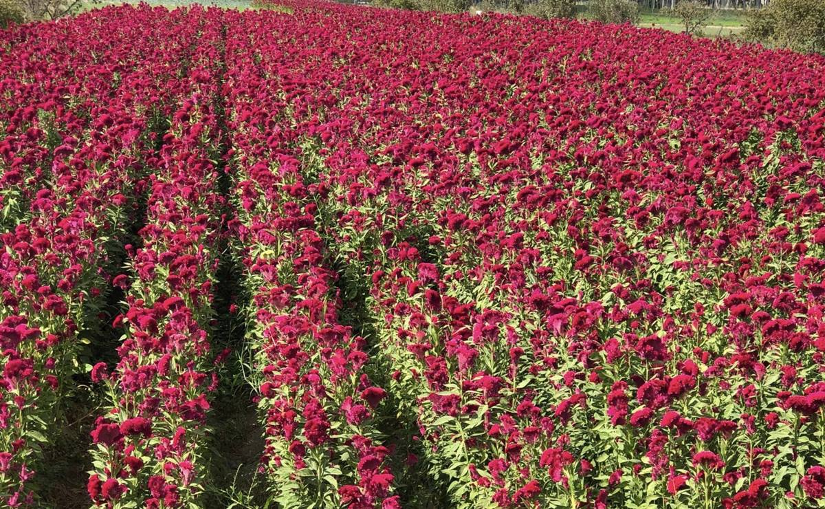 Pese a la sequía, lograron florecer girasoles, flores de terciopelo y los primeros ejemplares de cempasúchil de la temporada. Foto: Cortesía