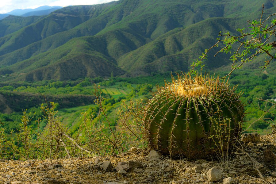 Foto: Instagram @biodiversidad_mexicana.