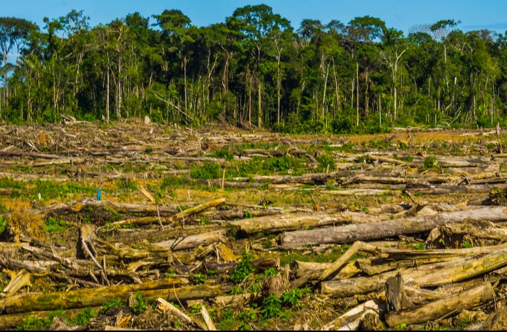 Desarrollo comercial acabaría con media docena de hectáreas de vegetación