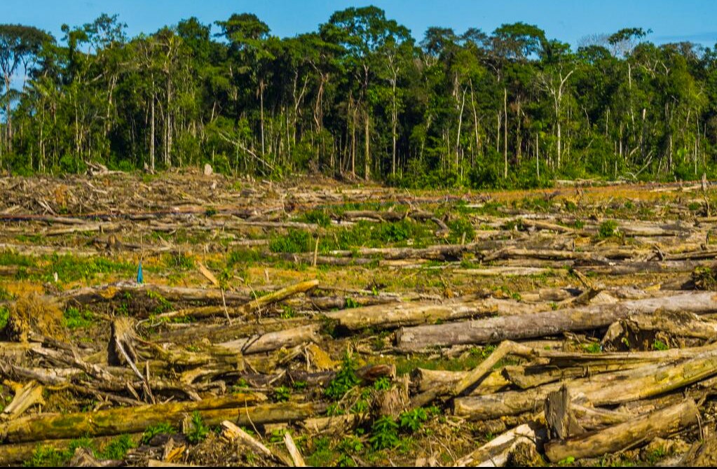 Desarrollo comercial acabaría con media docena de hectáreas de vegetación