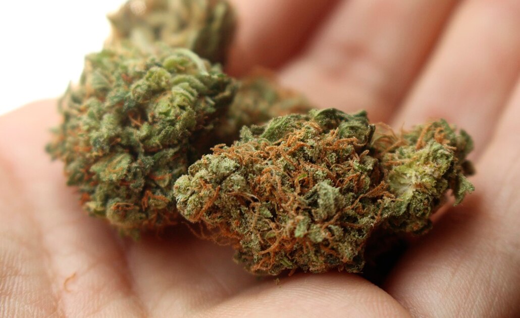 Diputado retomará propuesta para regular uso médico de la marihuana 