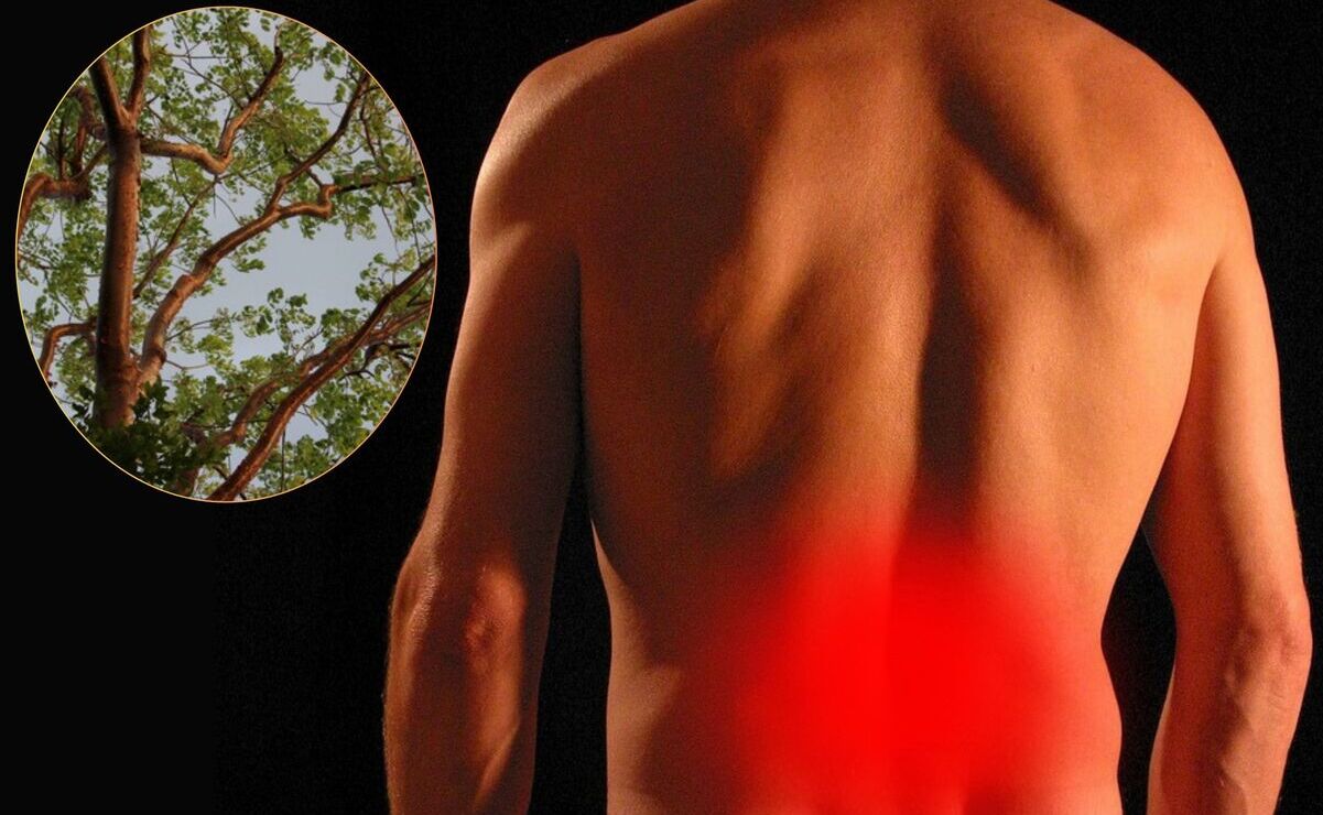 Árbol de Chaká: Estas son las propiedades curativas de la especie que se da en la Huasteca