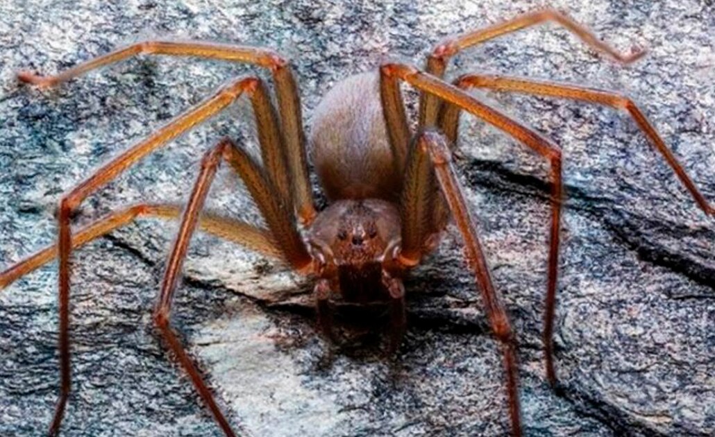 Descubren nueva especie de araña violinista originaria del Valle de México