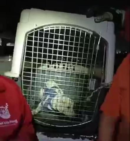 Rescatan a lomito que cayó a un pozo de 12 metros de profundidad en San Luis Potosí