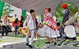 Este es el famoso huapango inspirado en un ave de la Huasteca potosina