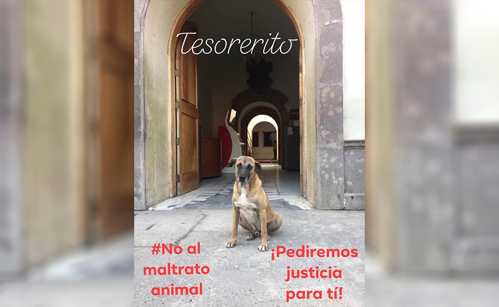 Pese a ley de protección animal, agresiones continúan a la alza