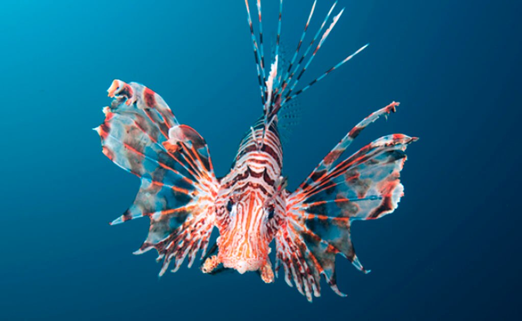 Las 7 especies invasoras que más daño están causando en América Latina