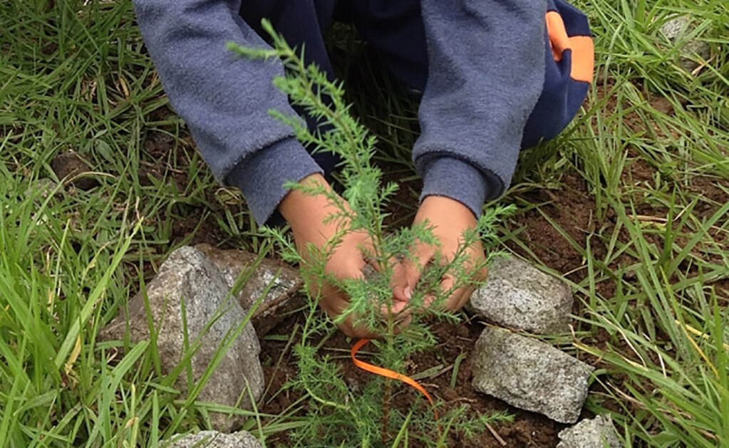 Ayuntamiento de SLP reforesta jardín del barrio de Santiago
