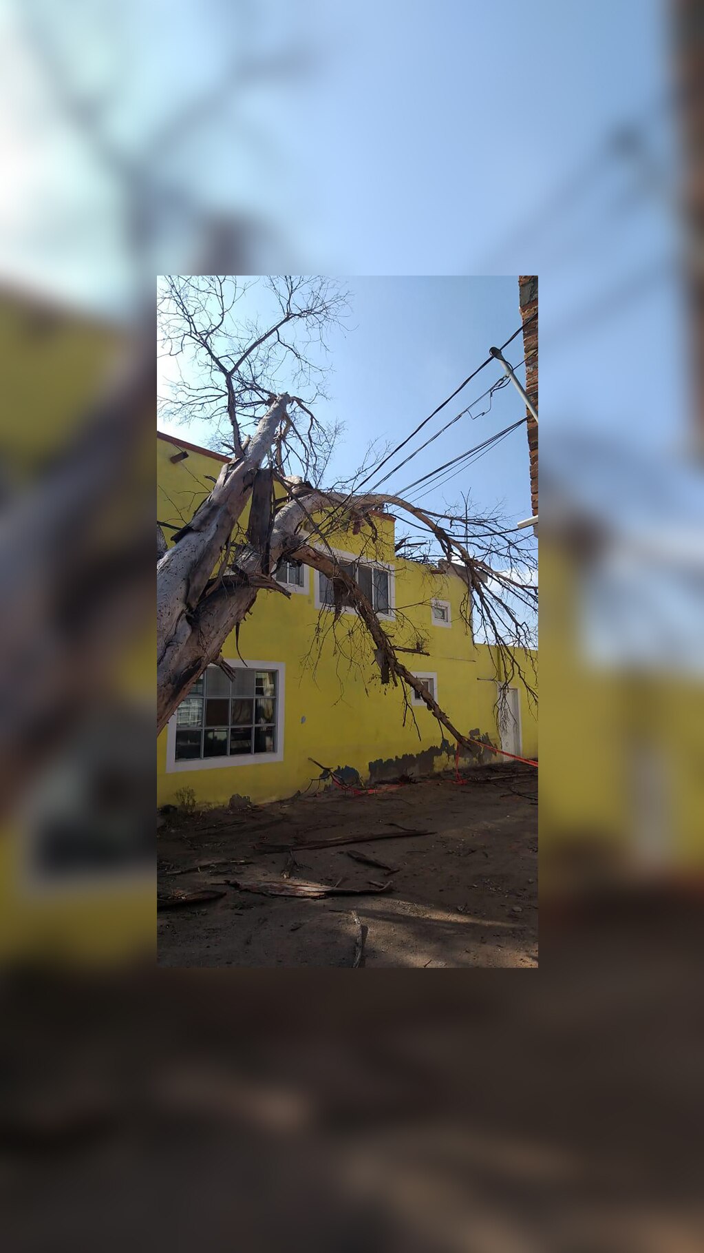 Cae árbol sobre vivienda