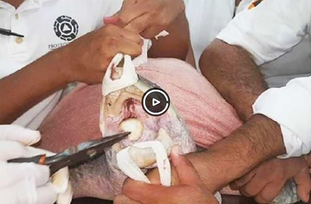 Extraen de la boca de una tortuga una cuchara de plástico que ponía en riesgo su vida