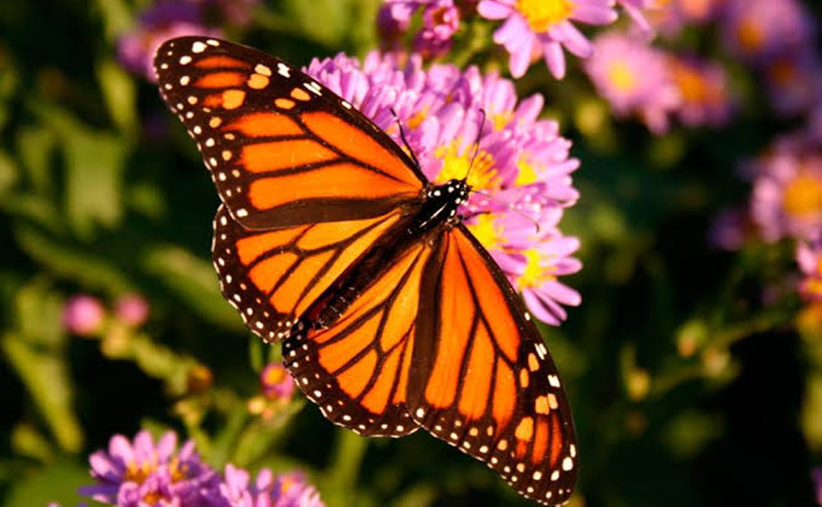 Es debido a un decremento de estos ejemplares que, el municipio de Villa de Reyes se ha dispuesto a llevar a cabo el Primer Festival de la Mariposa Monarca. Foto: Especial