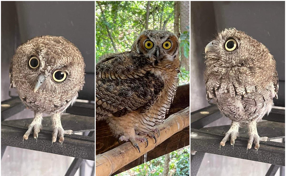 Tras ser rescatados y criados, Selva Teenek liberará a 3 ejemplares de búhos en Rioverde