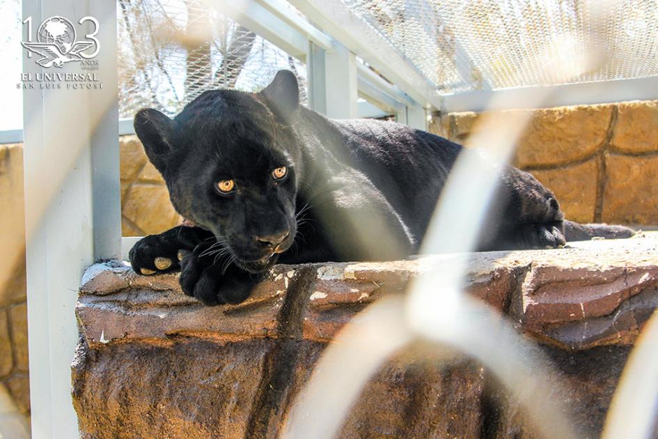 Akala, la pantera negra que llega al Parque Tangamanga 1
