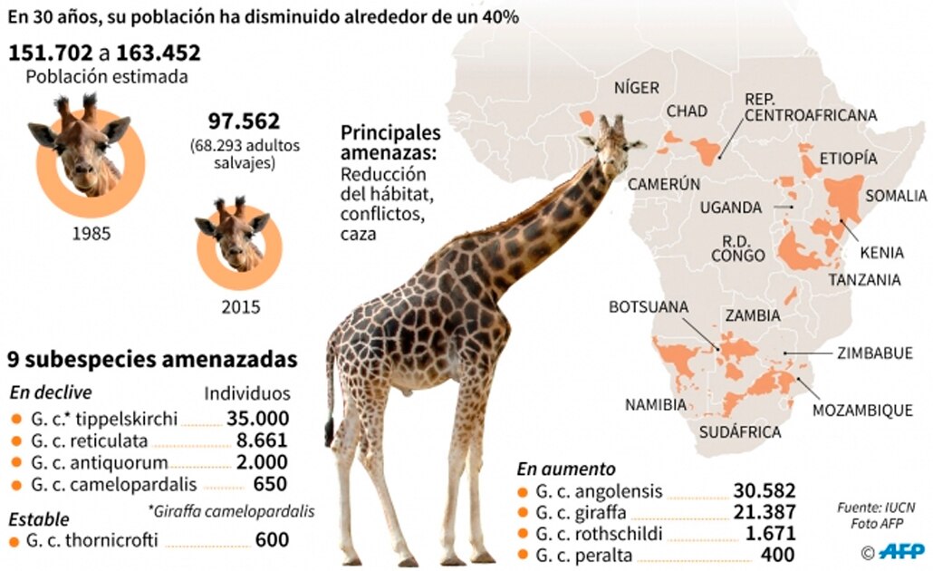 La jirafa y la amenaza de "extinción silenciosa" en África