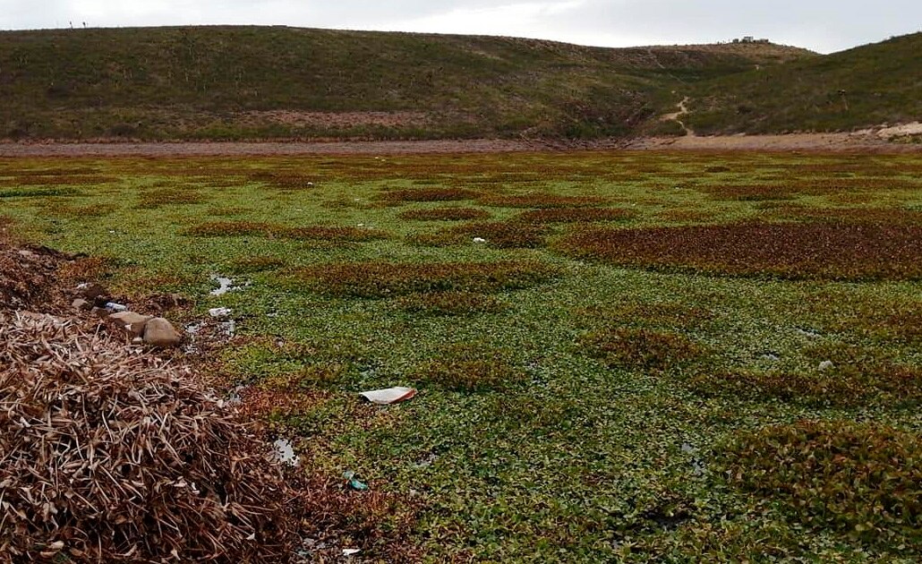 CEA se contradice sobre limpieza de lirio en Presa de San José; no hay dinero, responden
