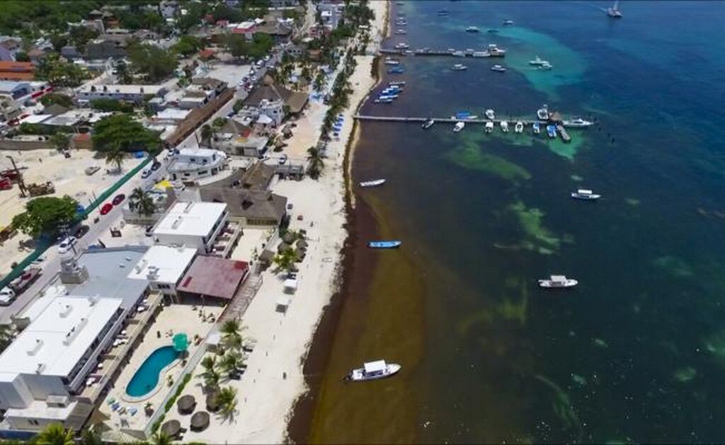Sargazo en playas de Quintana Roo. Foto: Archivo
