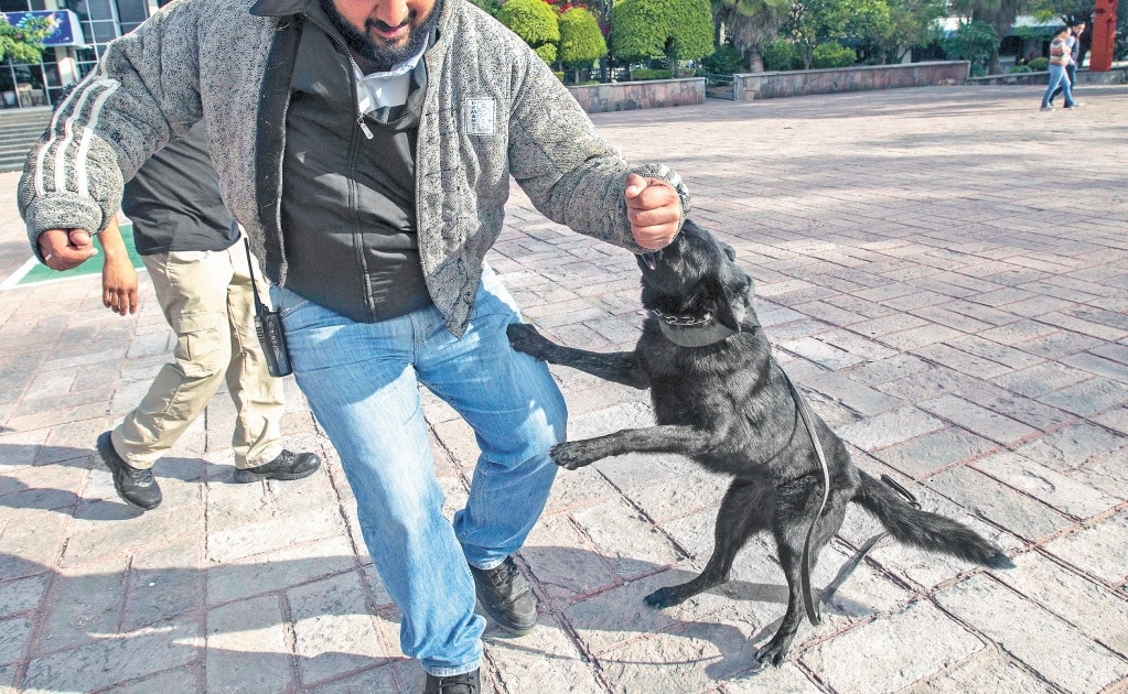 Diputada de SLP plantea responsabilizar a dueños de mascotas por daños cometidos a terceros