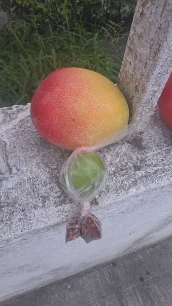 Profesor de Tamuín regala mangos fríos con chile y limón. Foto: FB@Profe Curro R