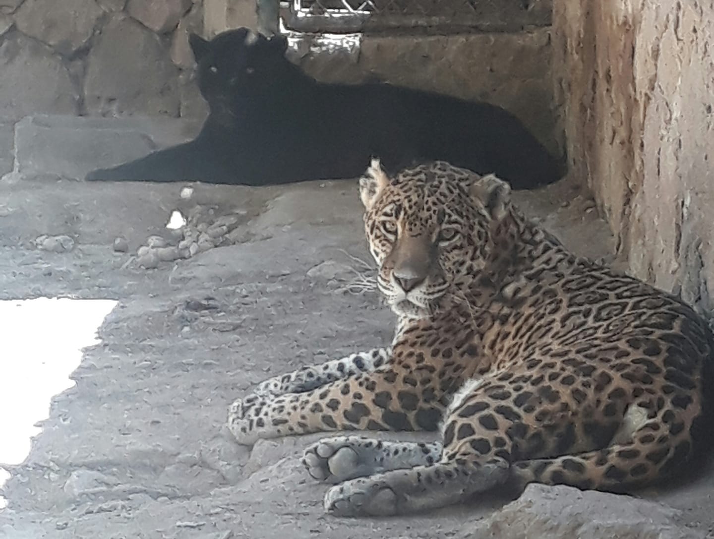 Animales del zoológico. Foto: FB, Zoológico De Mexquitic