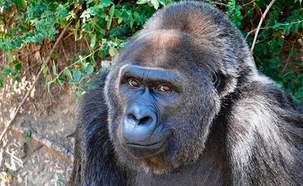 Fallece Trudy, la gorila en cautiverio más vieja, a los 63