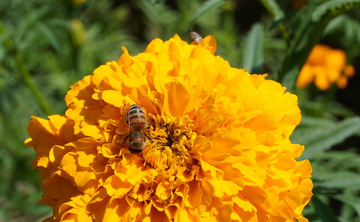 Campos de Soledad se llenan de cempasúchil para el Día de Muertos; listas para su corte 70 hectáreas 