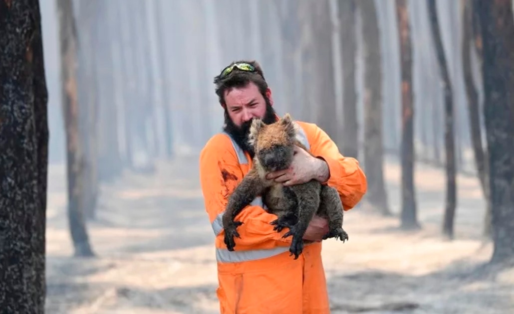 #FakeNews: Los koalas no están "funcionalmente extintos"