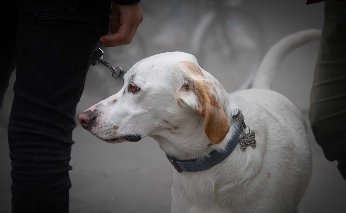 Esta es la multa que pagarías en SLP, si no levantas los desechos de tu mascota