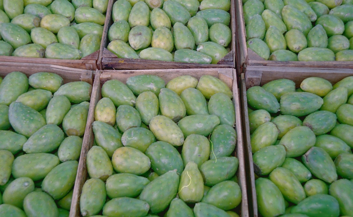 Receta. Aprende a preparar colonche, el tradicional y sagrado vino de tuna de SLP