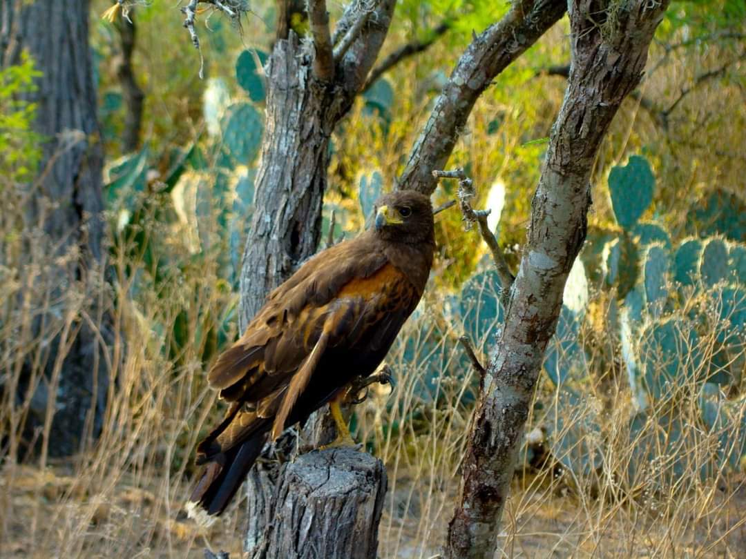 En el cráter habitan poco más de 84 especies de animales, entre las que destacan 56 especies de aves, tres tipos de anfibios y más de 30 especies de insectos. Foto: Especial