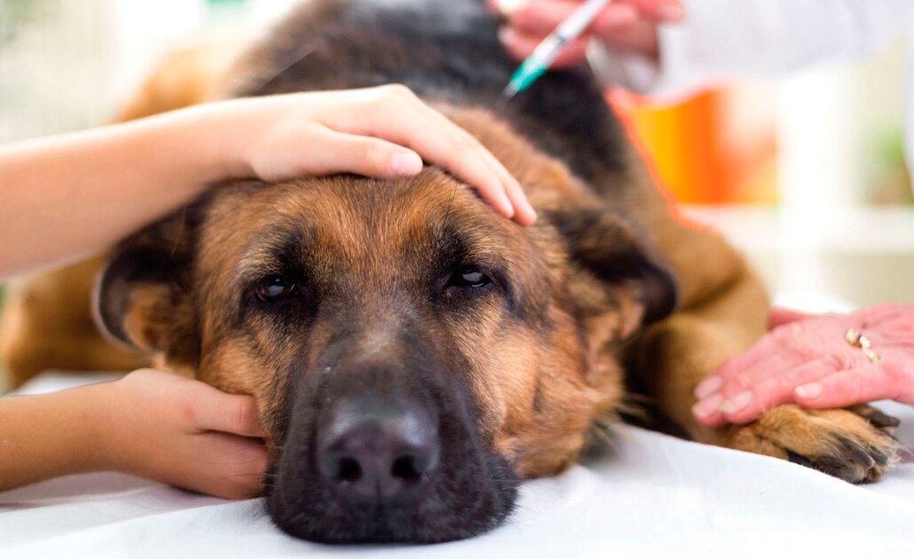 IMSS exhorta a prevenir contagio de rabia 