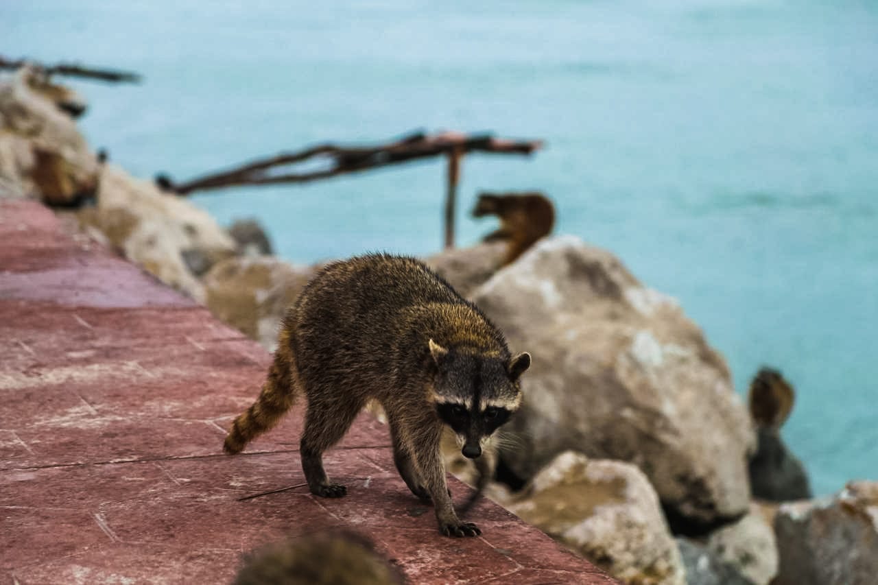 Mapaches en Playa Miramar. Foto:  FB, Turismo Tamaulipas