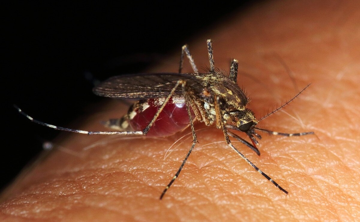 Alertan por aumento de casos de dengue en SLP. Foto: Pixabay